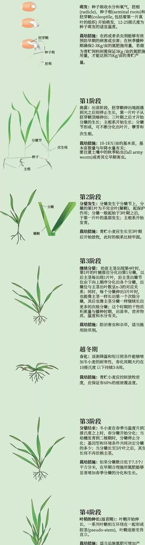 小麦苗种植全攻略：从种子选择到阳台种植技巧