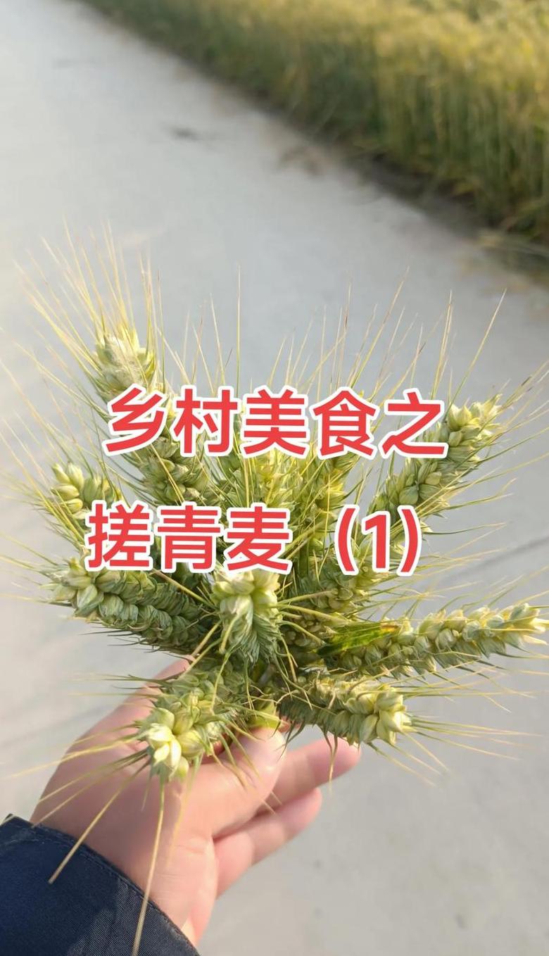 新鲜青麦仁脱粒与食法全攻略