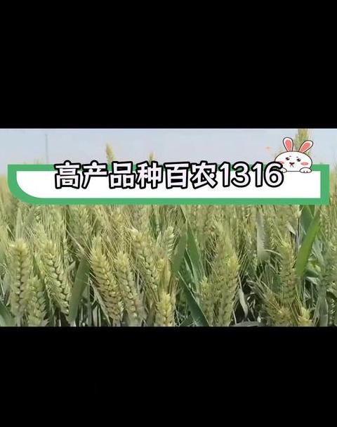 百农4199小麦种子：品种特性与种植优势