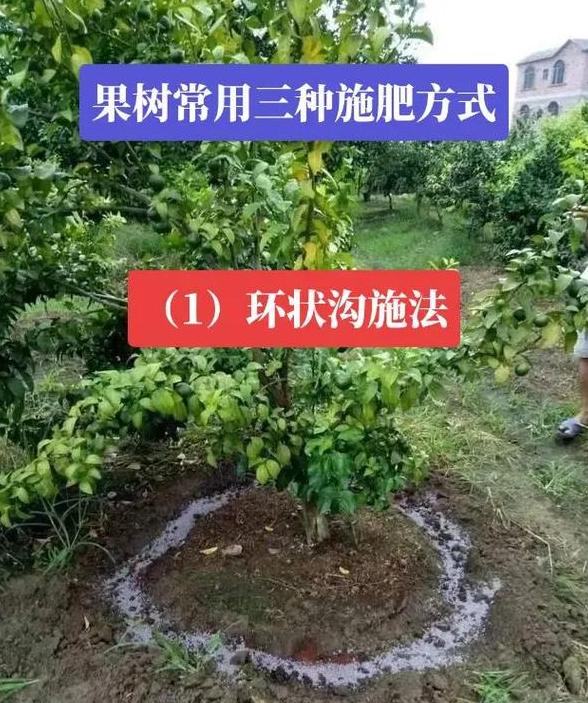 春季果树施肥攻略：关键技巧与注意事项
