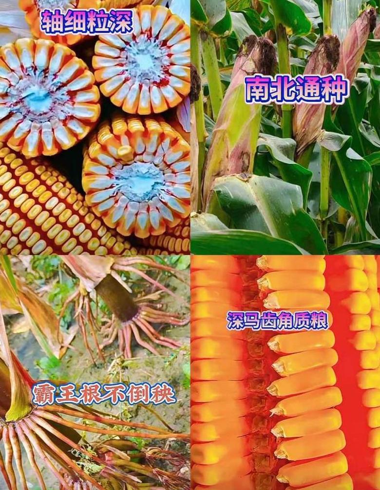 玉米高产新品种推荐：四大高回报玉米品种解析