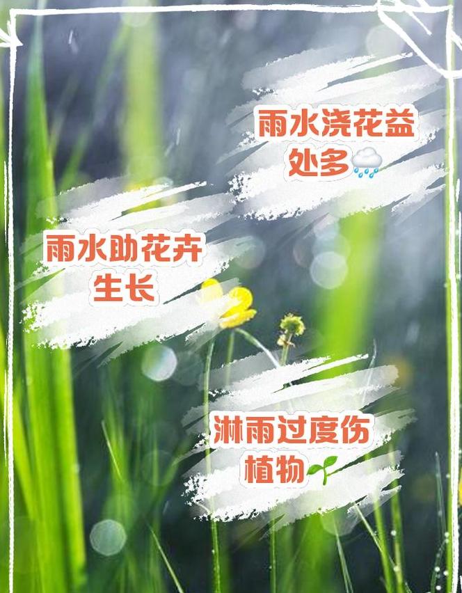 雨天养花指南：君子兰施肥与注意事项