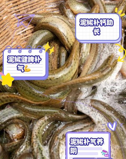 室内泥鳅养殖全攻略：从选址到繁殖技巧