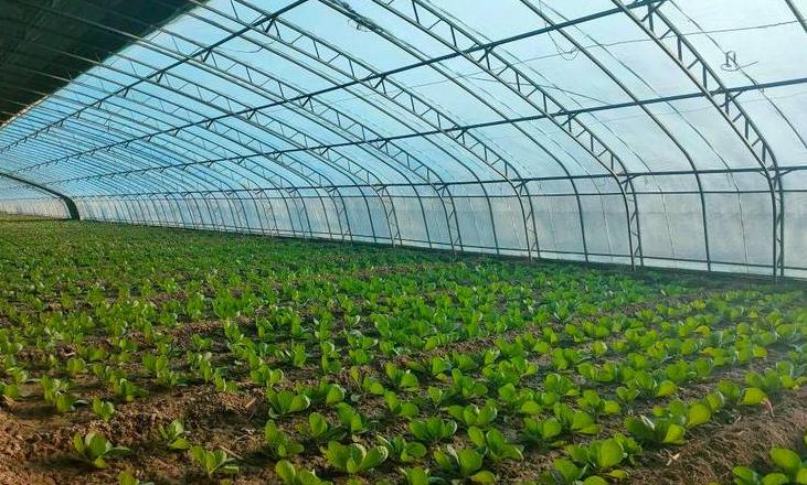 蔬菜大棚搭建攻略全解析