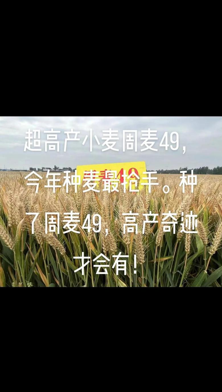 周麦45：半冬性小麦品种详解