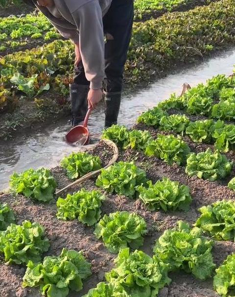 蔬菜瓜果浇水时间指南