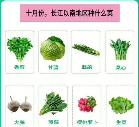 南方冬季蔬菜种植指南