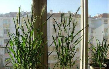 盆栽小麦种植全攻略