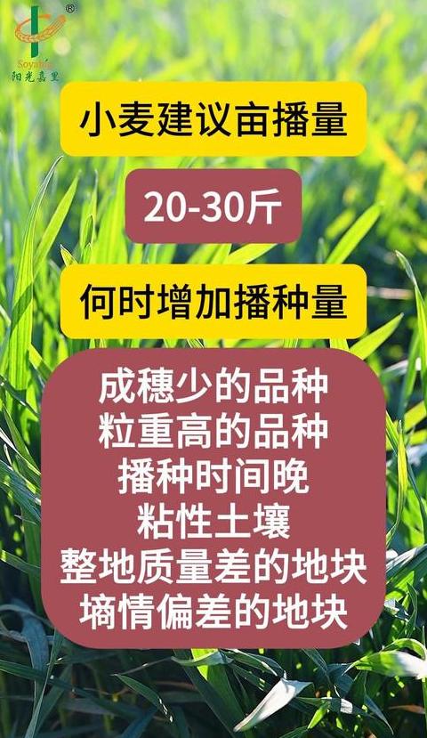 小麦种植肥料需求量解析