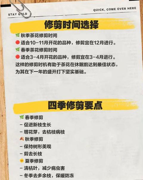 盆栽茶花四季施肥攻略，让花朵艳丽绽放