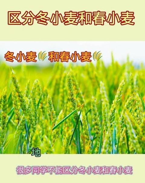 春冬小麦种植分布与家庭种植技巧