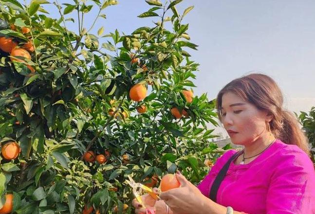 云南特色水果盘点：临沧特产与木瓜种植指南