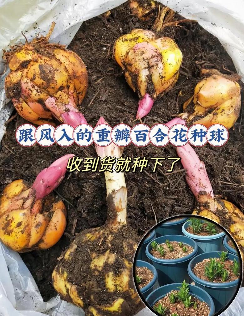 土豆切块留种方法全解析