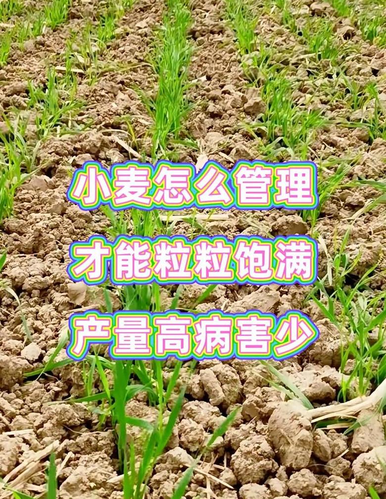 小麦高产秘籍：三大关键技巧解析