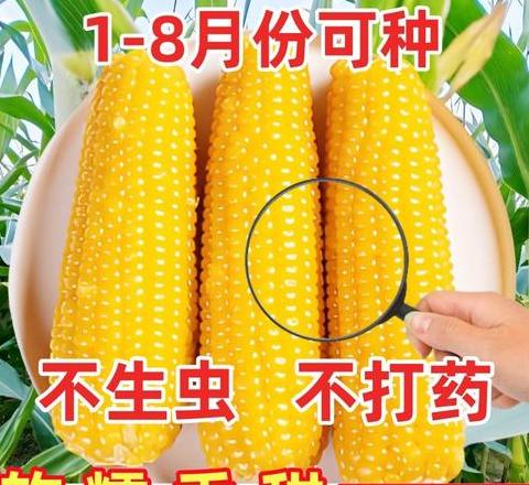 早熟高产好吃的甜糯玉米种子