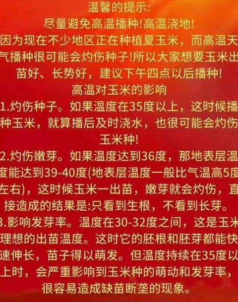 玉米种植温度及播种条件解析