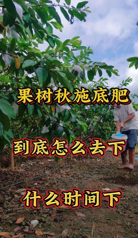 果树施肥技巧全解析：科学施肥，促进健康生长