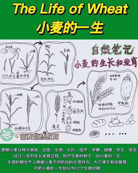 小麦发芽关键条件解析