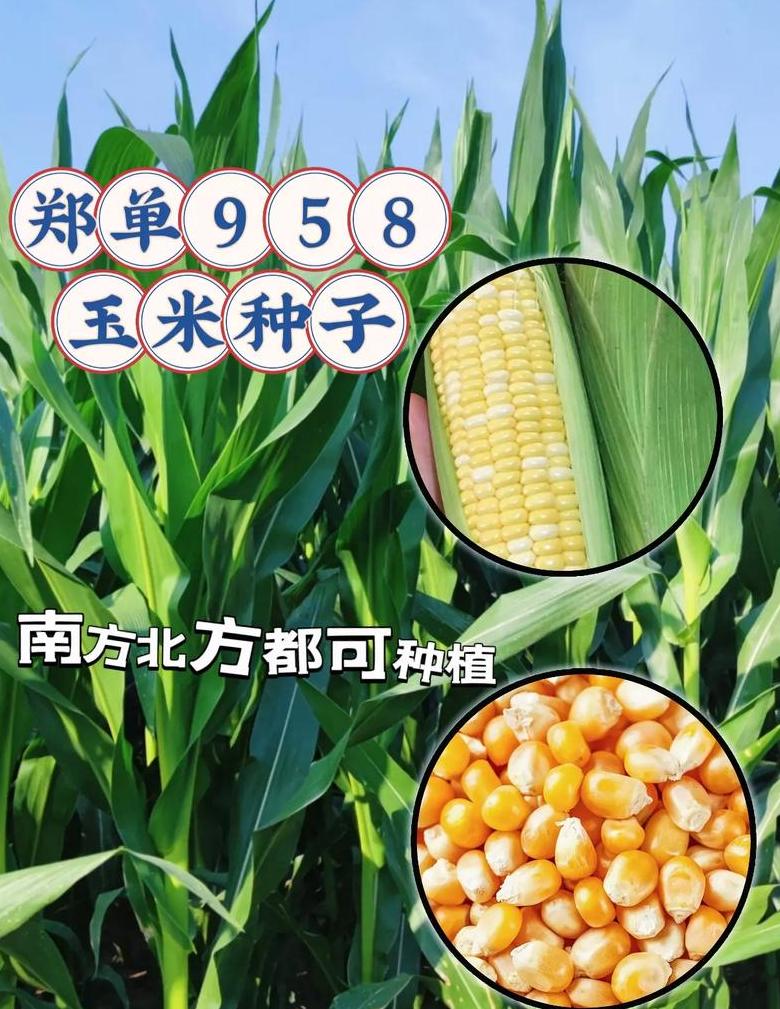 玉米最佳播种与收获时间指南