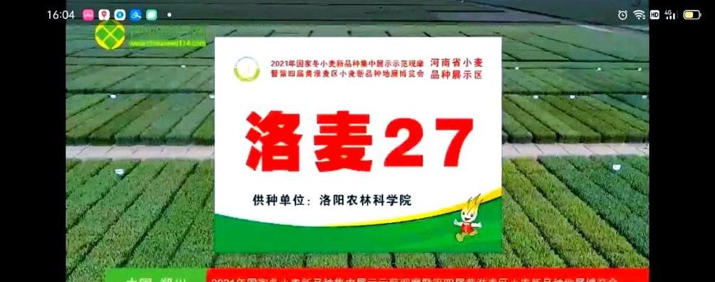 精选小麦高产品种：泛麦803、百农207、洛麦26等品种介绍