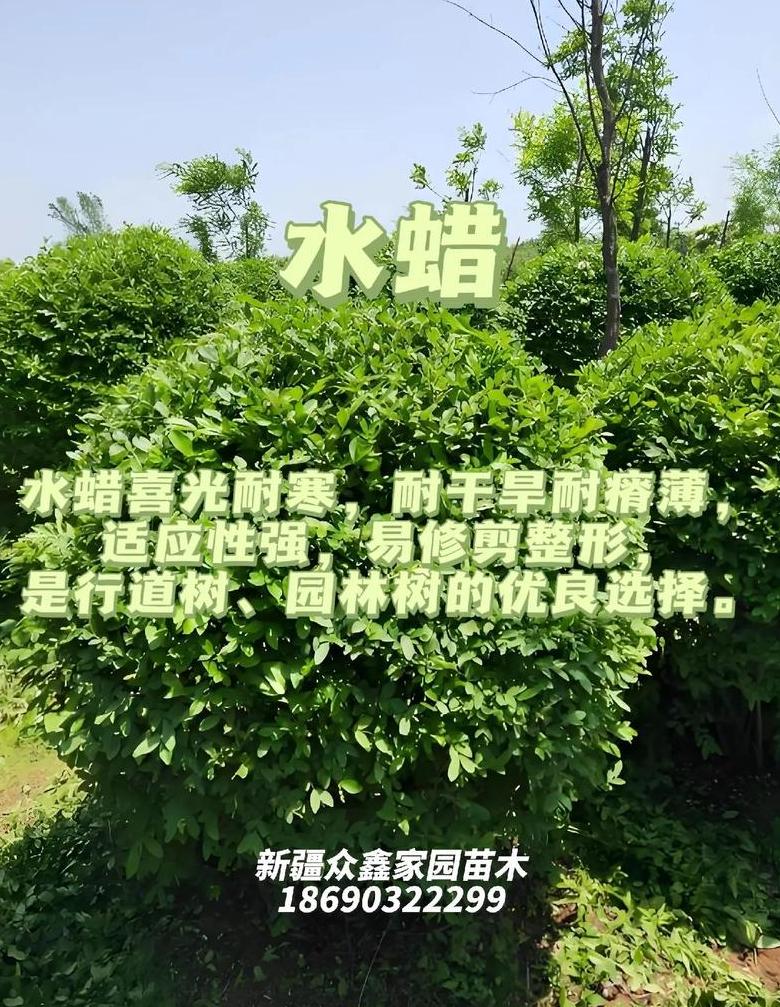 苗木种植表