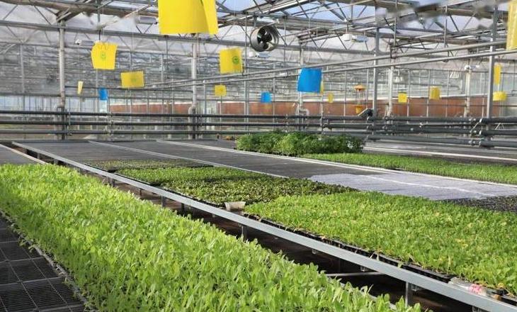 四川遂宁冬季大棚四季豆和尖椒种植指南