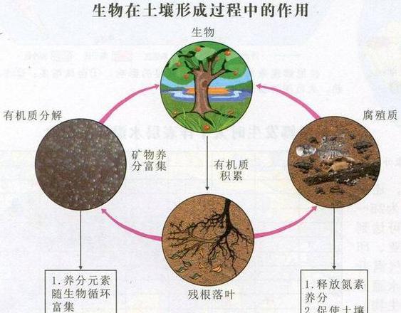 高中地理：南半球小麦种植与收获时节揭秘及中国农作物分布解析