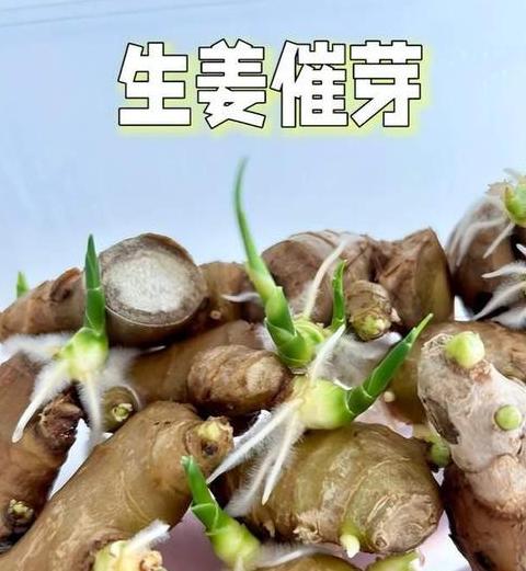 生姜快速发芽技巧解析