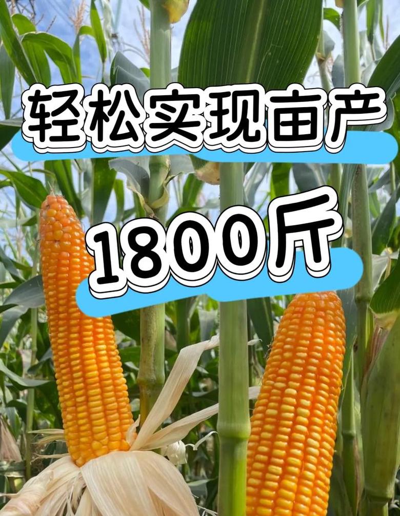 玉米亩产最高纪录