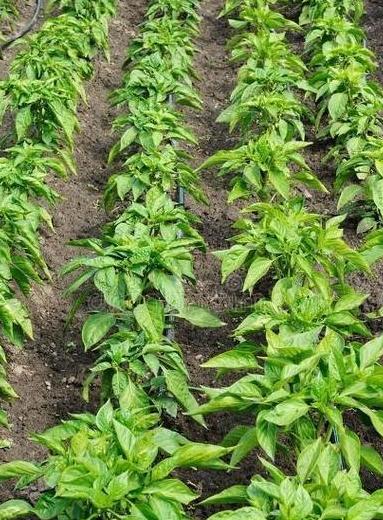 辣椒茄子坐果期追肥技巧解析