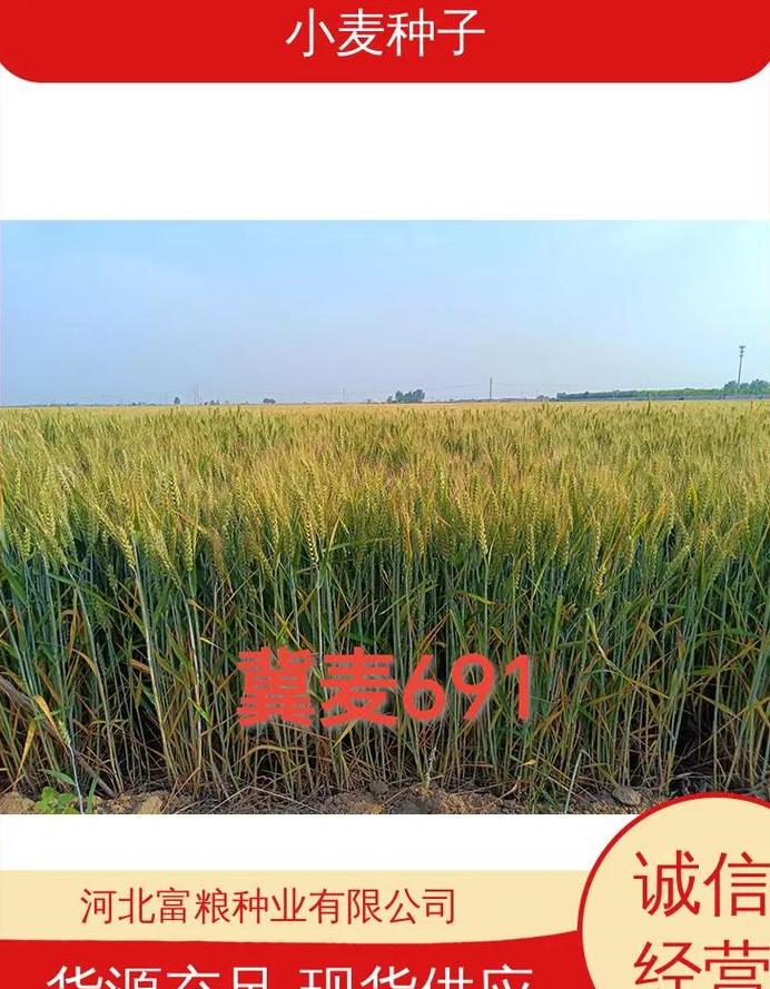 小麦千粒重：关键指标与影响因素