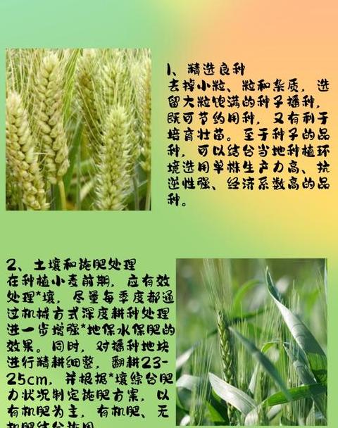 中国小麦品种排行榜：十大热门品种特点解析