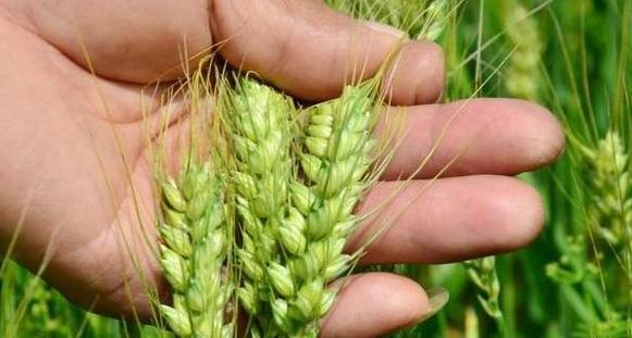 秦岭淮河以北地区冬小麦与春小麦种植差异解析