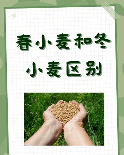新疆昌吉小麦种植类型及品种解析