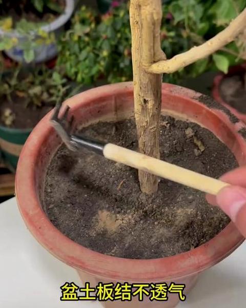 花盆土板结问题解决技巧全解析