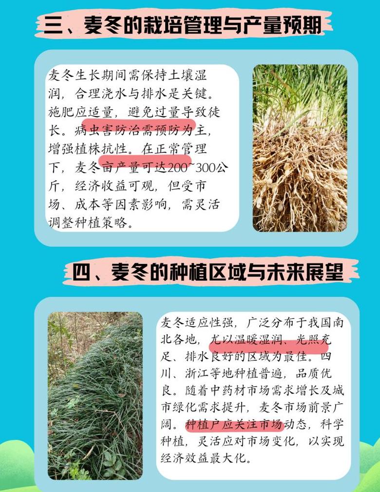 冬小麦种植技巧及耐寒度解析