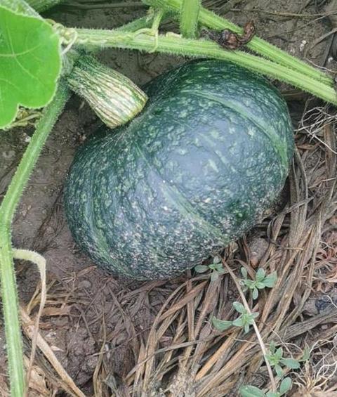 南瓜种植最佳季节及方法全解析
