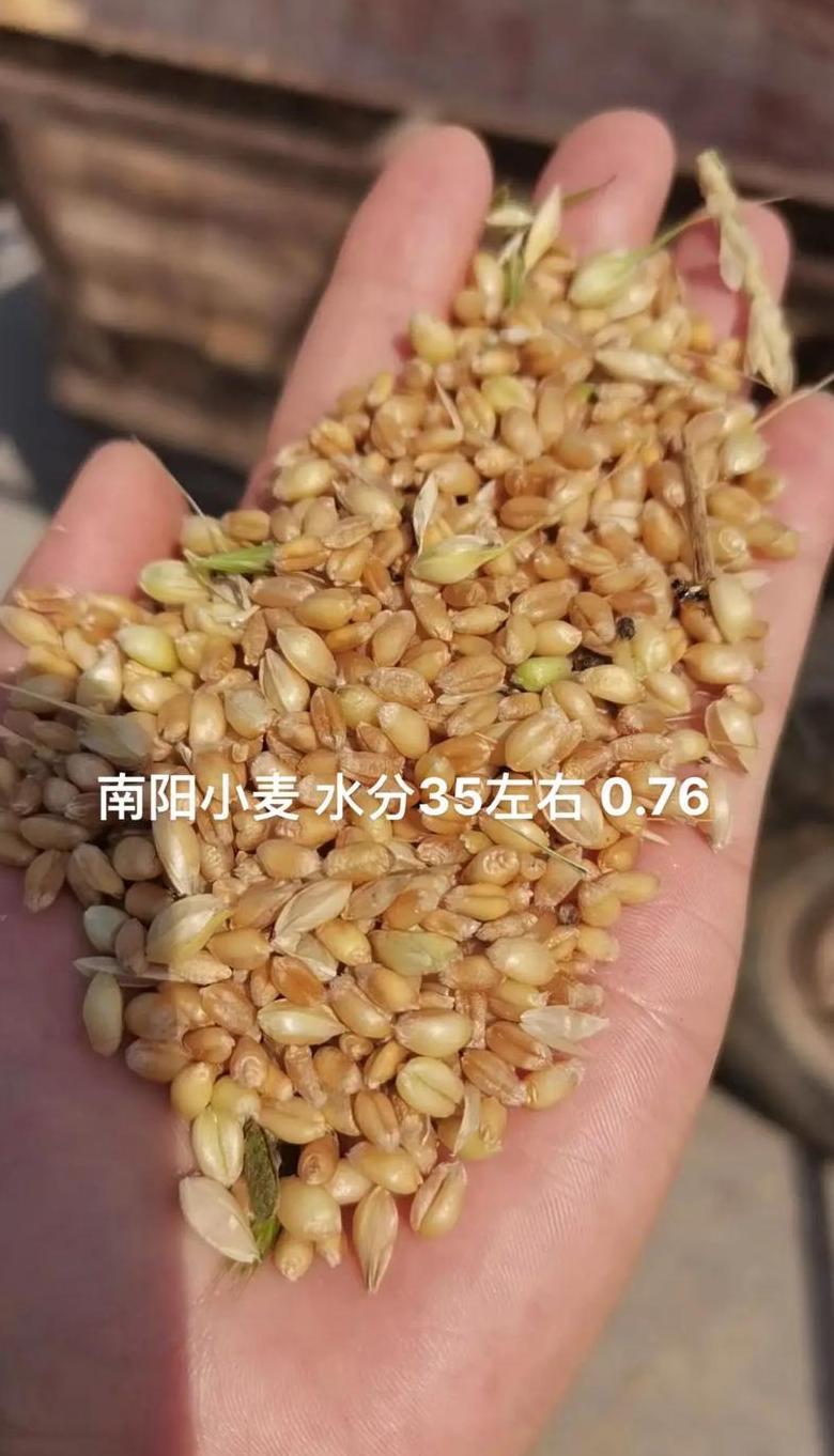 小麦水分国标解析：含量、分级与检测要点