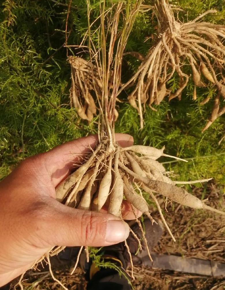 百部种植全攻略：土壤选择、种植技巧及田间管理