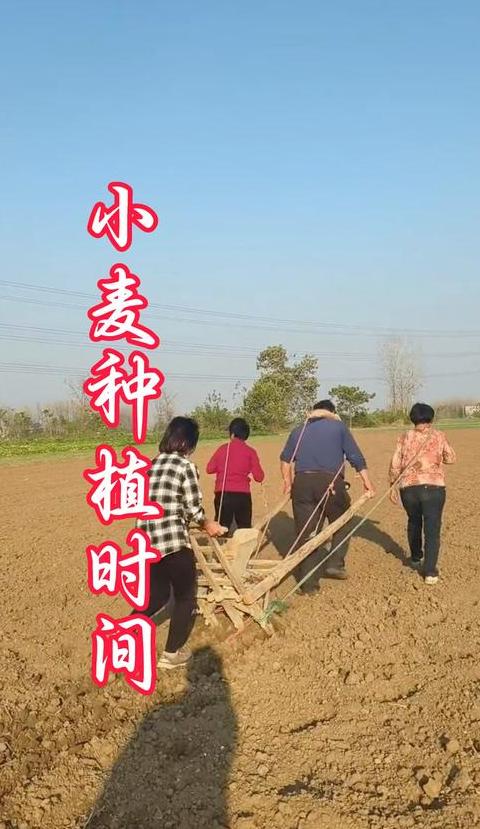 小麦种植季节与周期详解