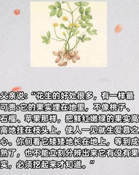 落花生的好词
