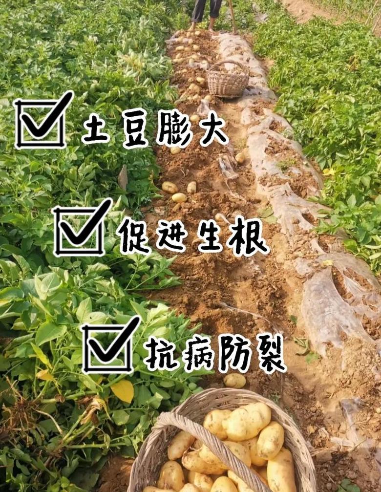 土豆种植肥料选择指南哪种肥料更适宜？