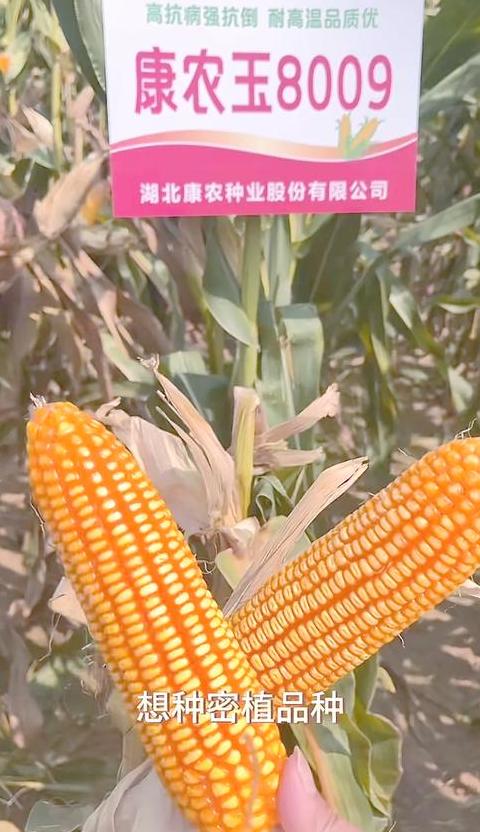 吉农玉198玉米品种简介