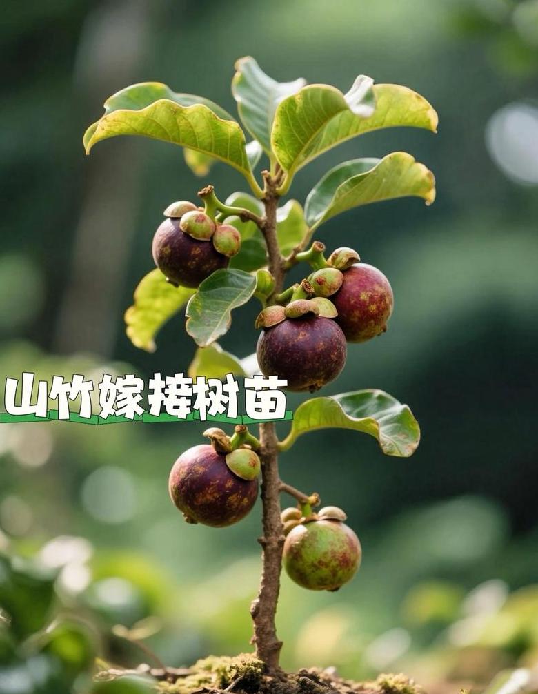 山竹树在河北能种植吗