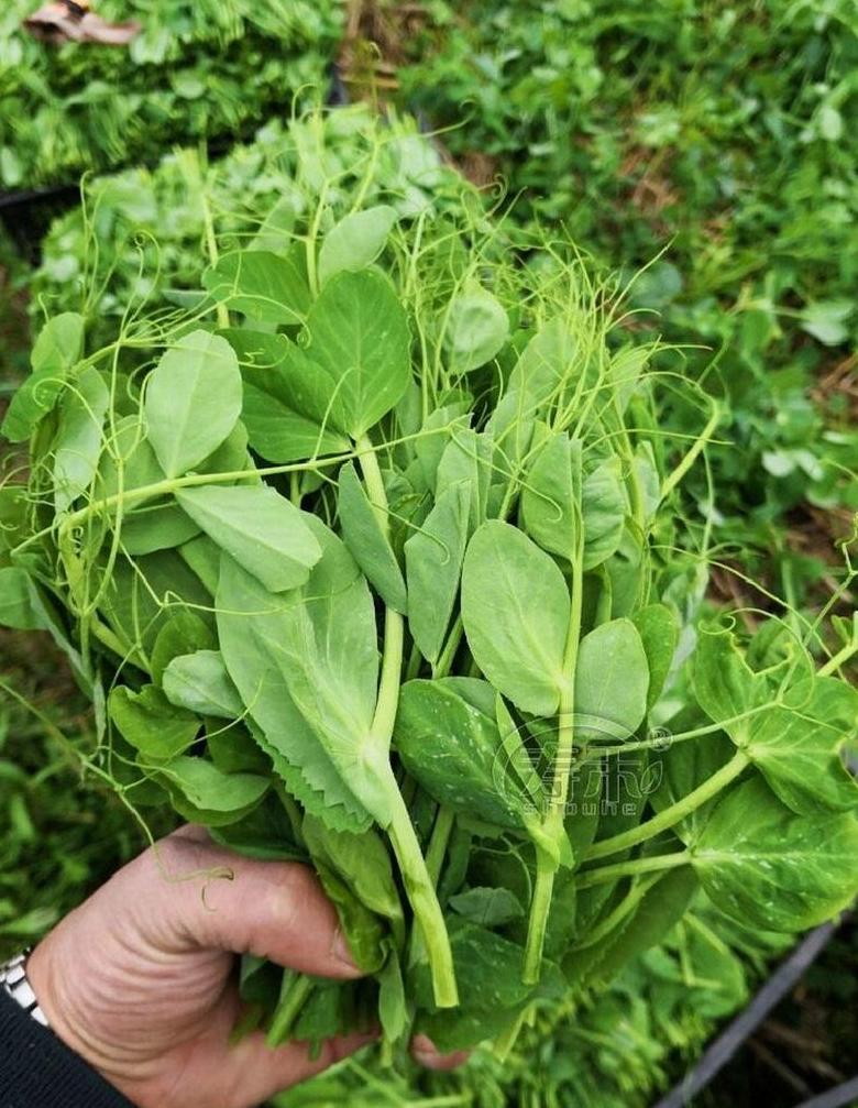 11月种植指南：这些蔬菜最适合播种