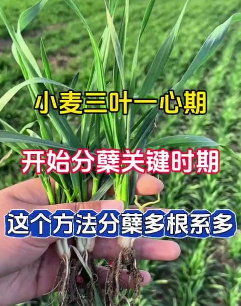 小麦播种与产量解析：蘖数、穗粒与喷洒技巧