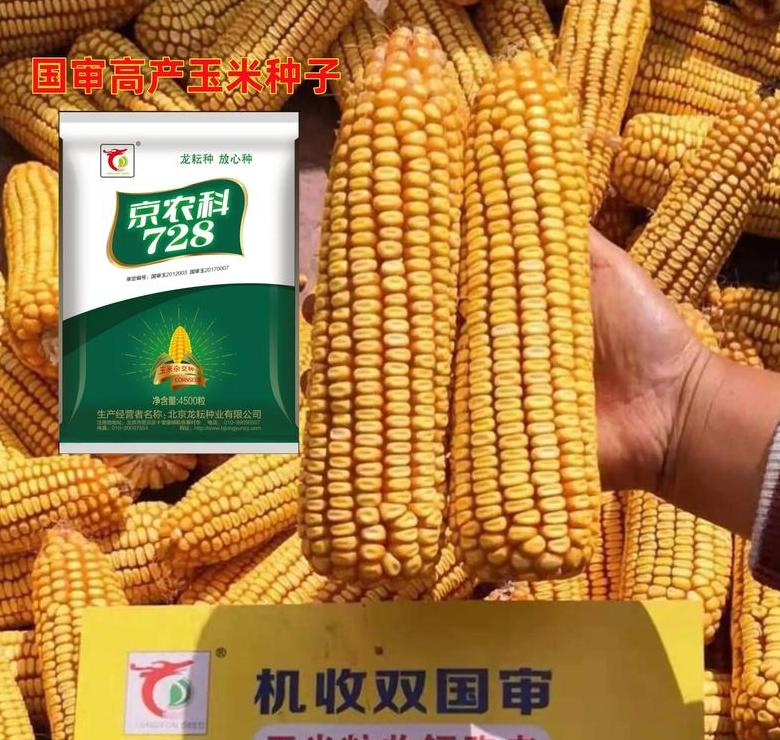 甘肃地区种的玉米种子
