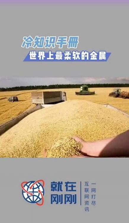 俄罗斯小麦：品质解析与优缺点全览