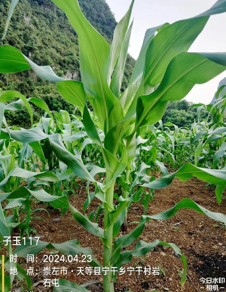 玉米播种技巧：确保一次播种出齐苗，出壮苗