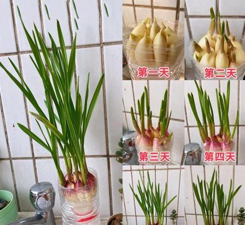 水培小麦苗种植教程与猫草种植方法详解